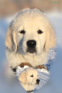 Bild på valp i dekorativt syfte