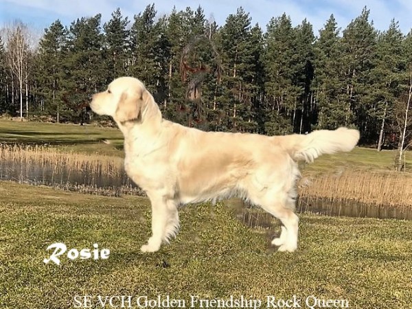 SKKs klubbverksamhet ställs in t.o.m den 31 maj-20