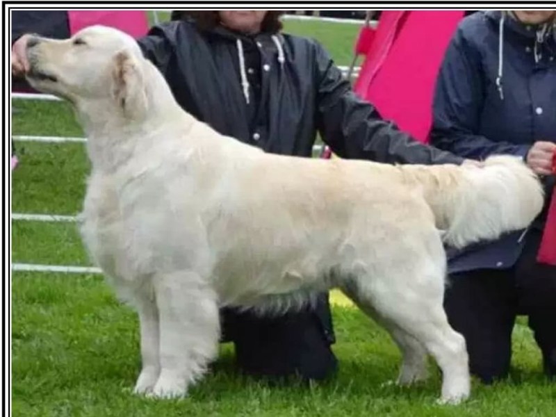 Vi Tackar Helena Nyberg att vi fått låna fina Zappa till Rosie’s första valpkull
