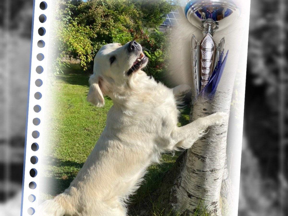 Hunden i varda’n pokal