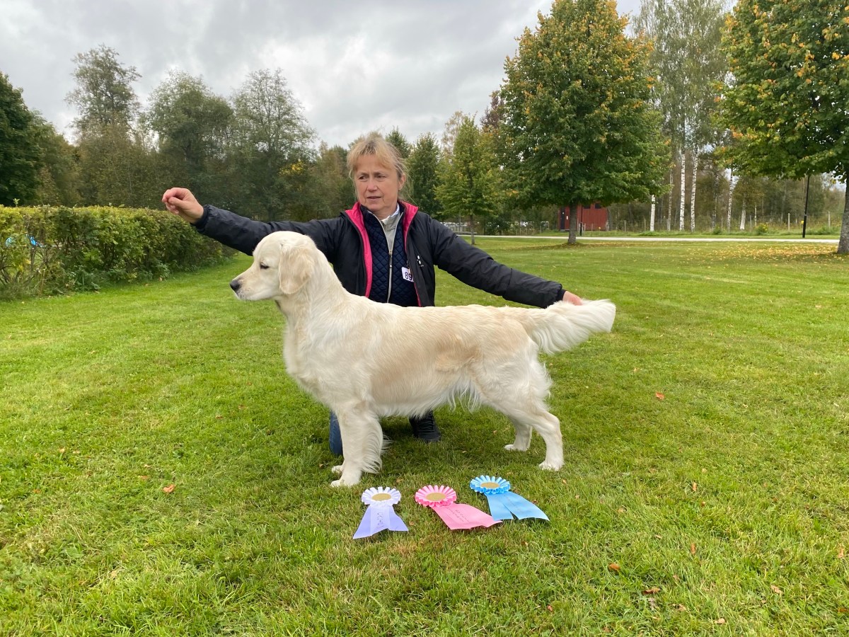 Int Dog Show Högbo Bruk