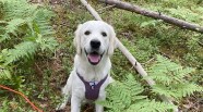 Viltsp rprov I ppenklass Golden Retriever Kennel Gold Dione s I 