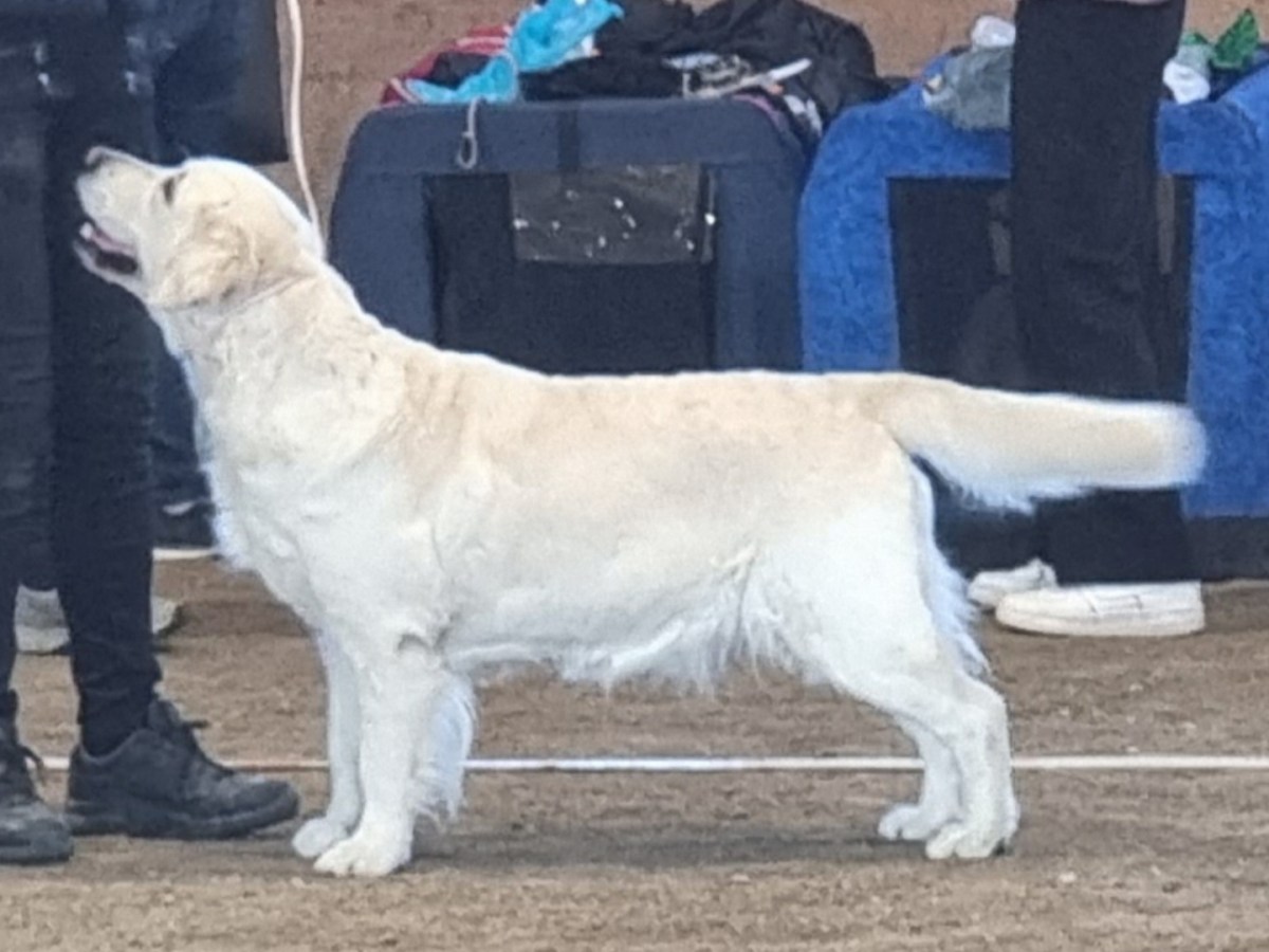 Open Show 16 Oktober-21