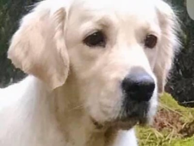 Dalarna/SSRK Rättvik Nationella utställning 13-14/11-21