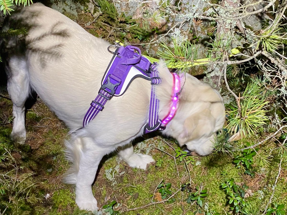 Millie 2a 1an i viltspår