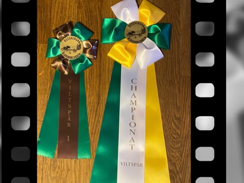 Viltspårchampion •Millie•