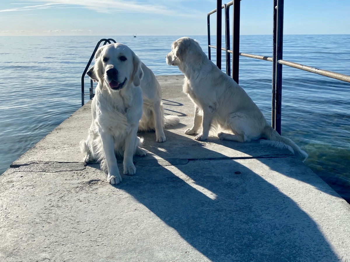 SSRK Gotland 7-8 maj 2022