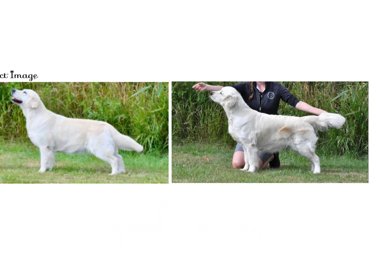 Nordic Dog Show i Borås