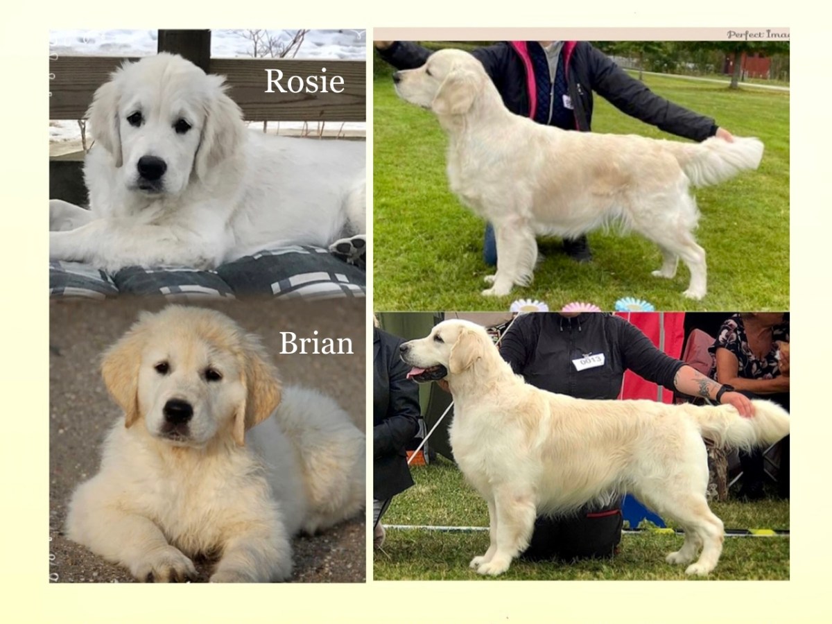 Rosie är dräktig 💕