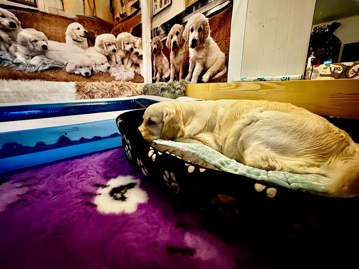 Dag 58 av 63 ”Nellie 🩷”