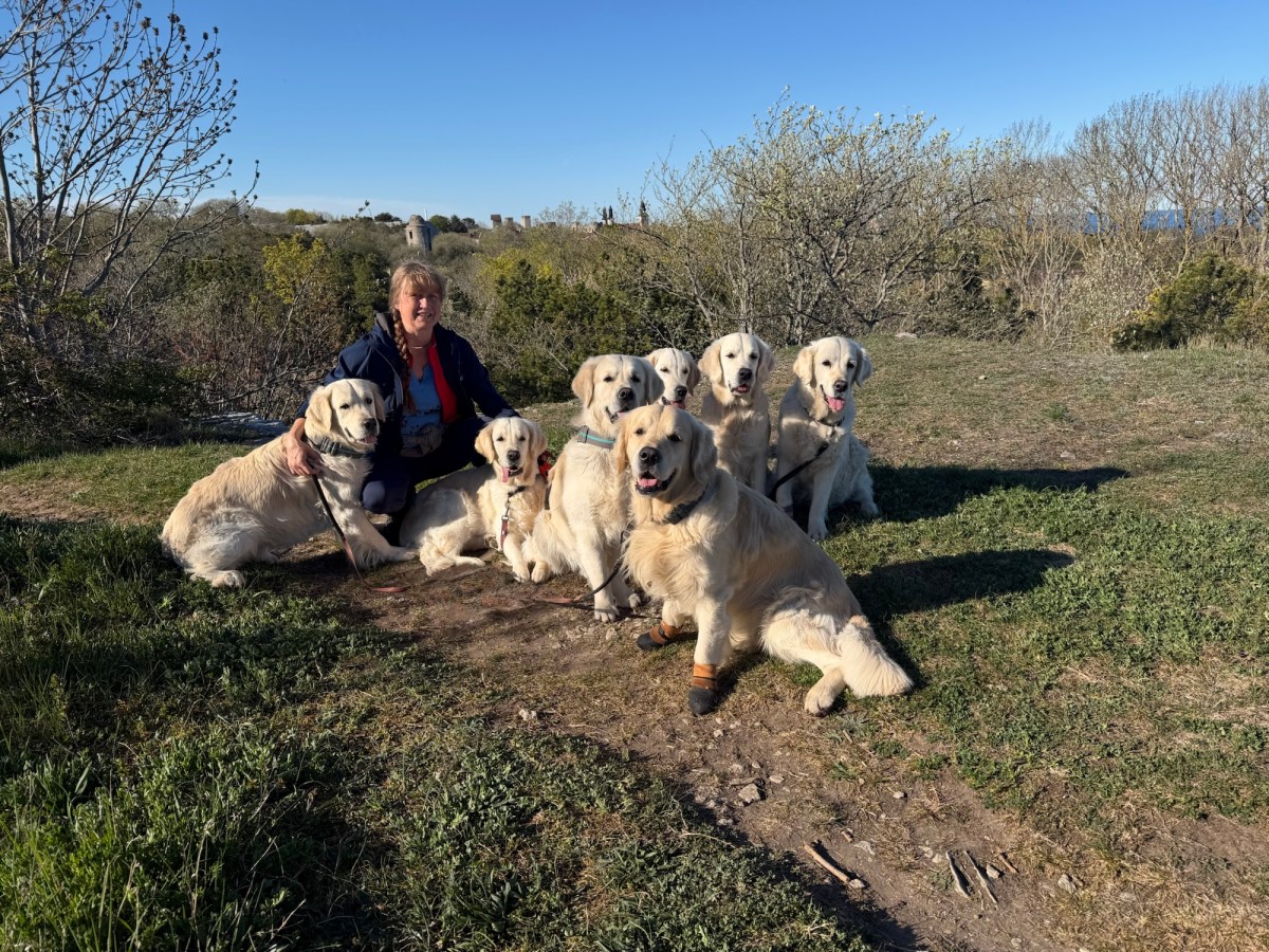 Gotlandsturné med hela flocken 🐾